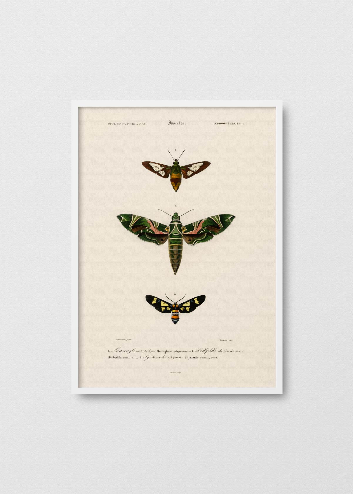 Lepidoptera - Testimoniaprints