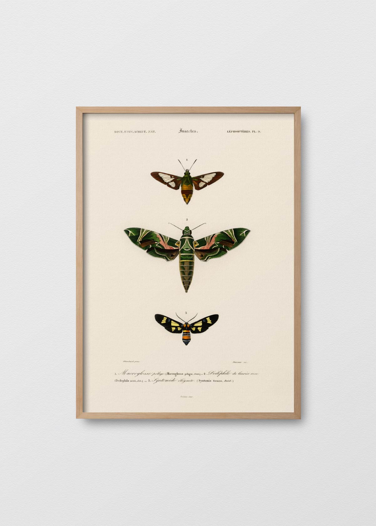 Lepidoptera - Testimoniaprints