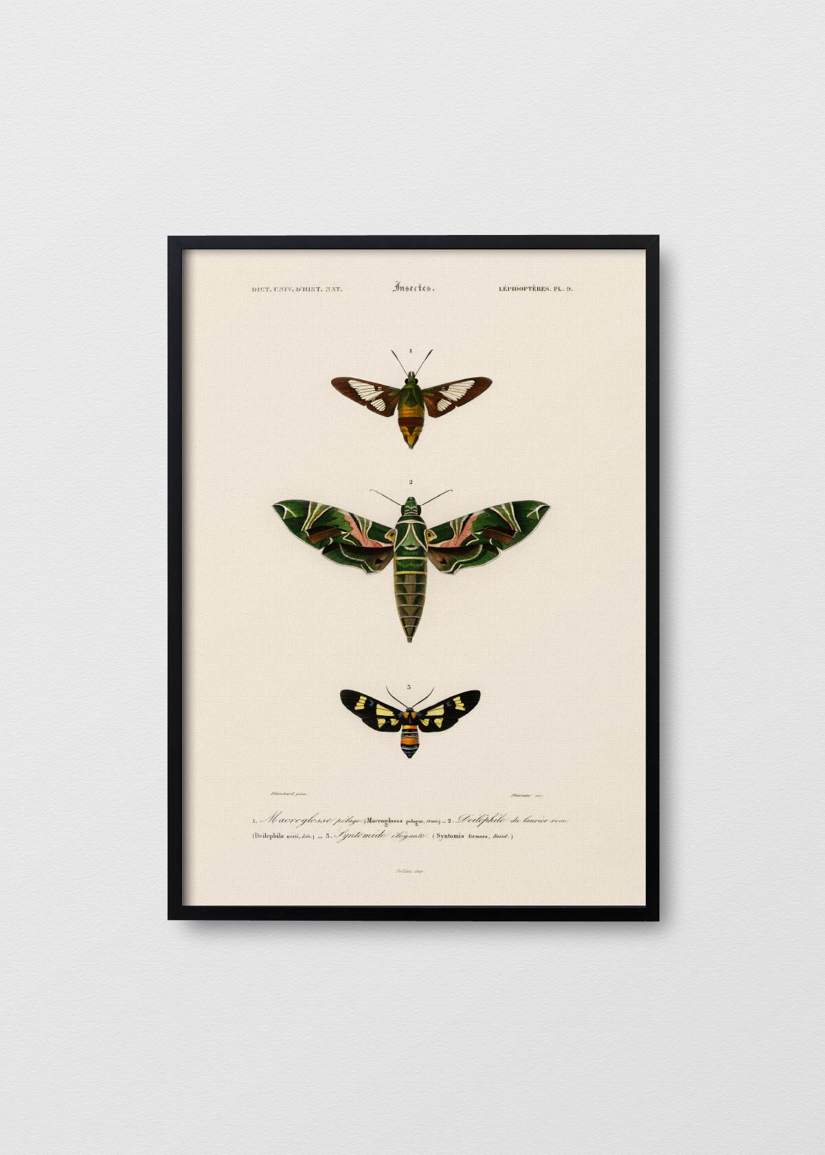Lepidoptera - Testimoniaprints