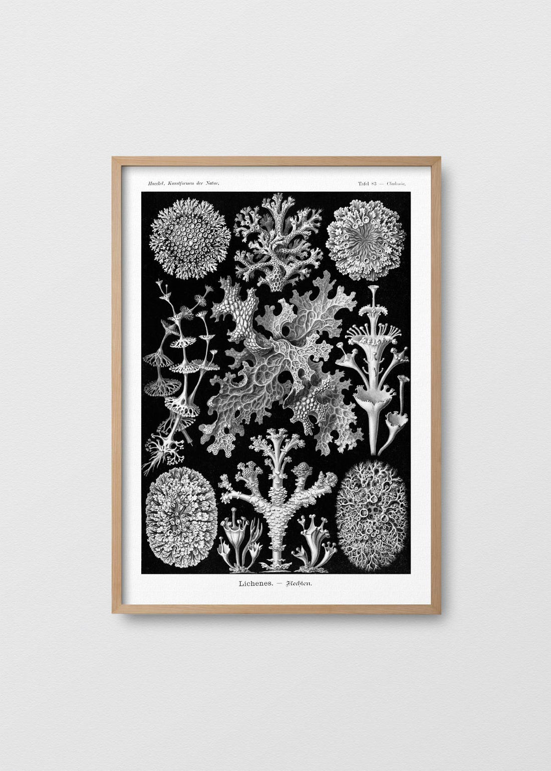 Lichenes–Flechten - Testimoniaprints