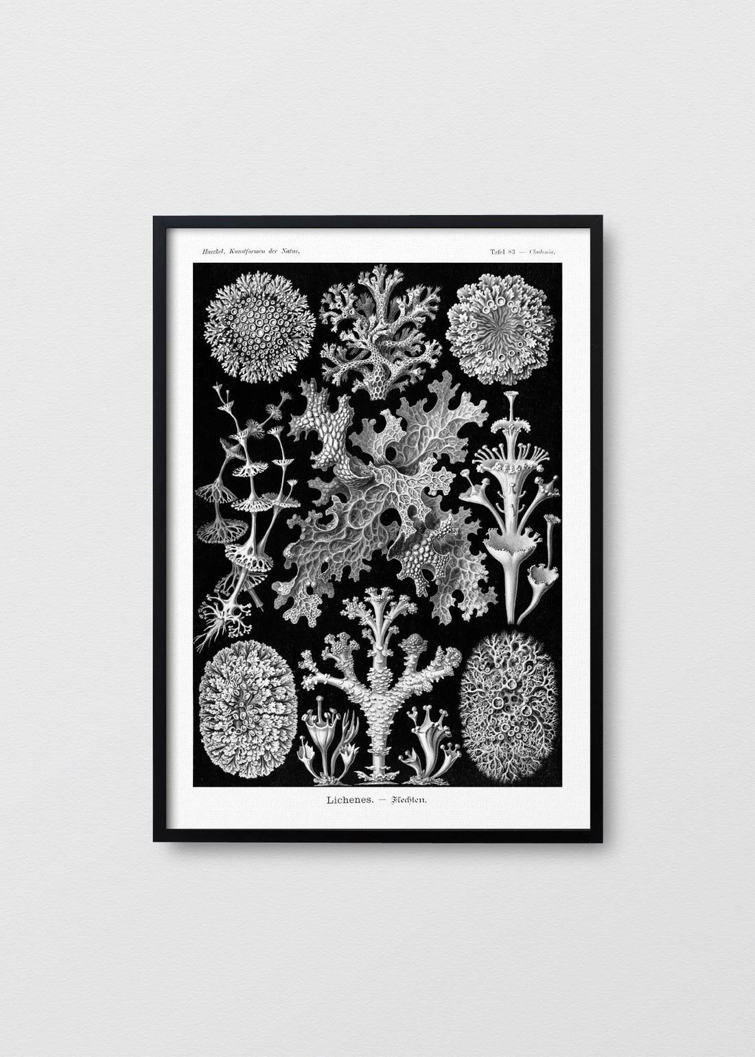 Lichenes–Flechten - Testimoniaprints