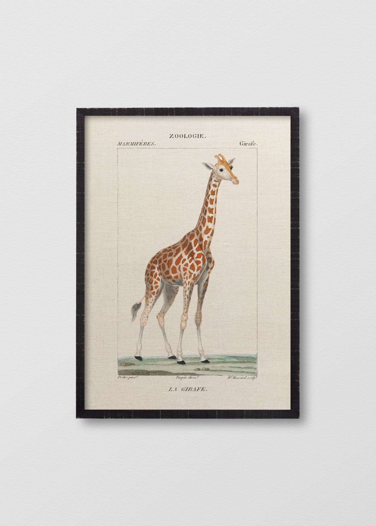 Lino Giraffe - Testimoniaprints