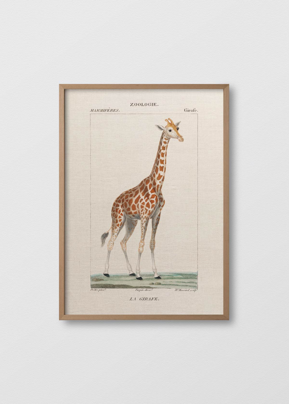 Lino Giraffe - Testimoniaprints