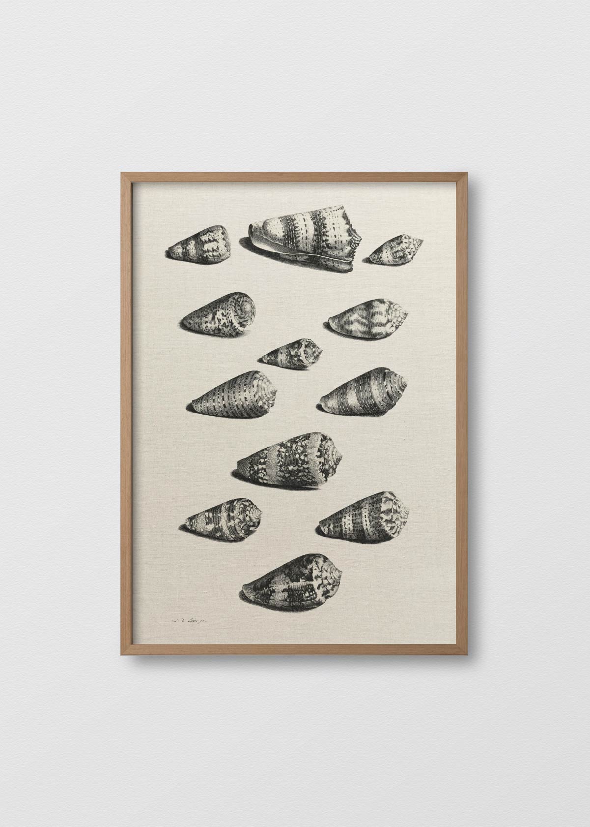 Lino Shells - Testimoniaprints