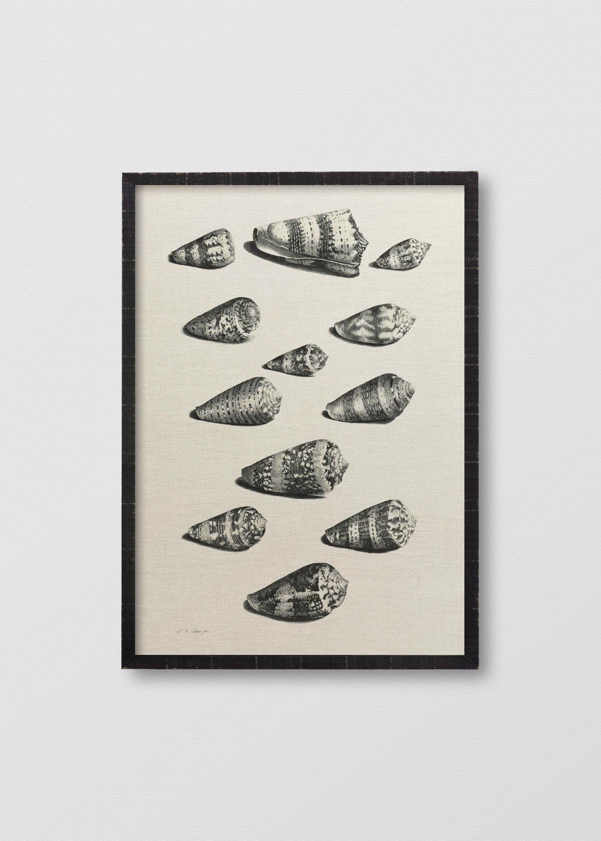 Lino Shells - Testimoniaprints