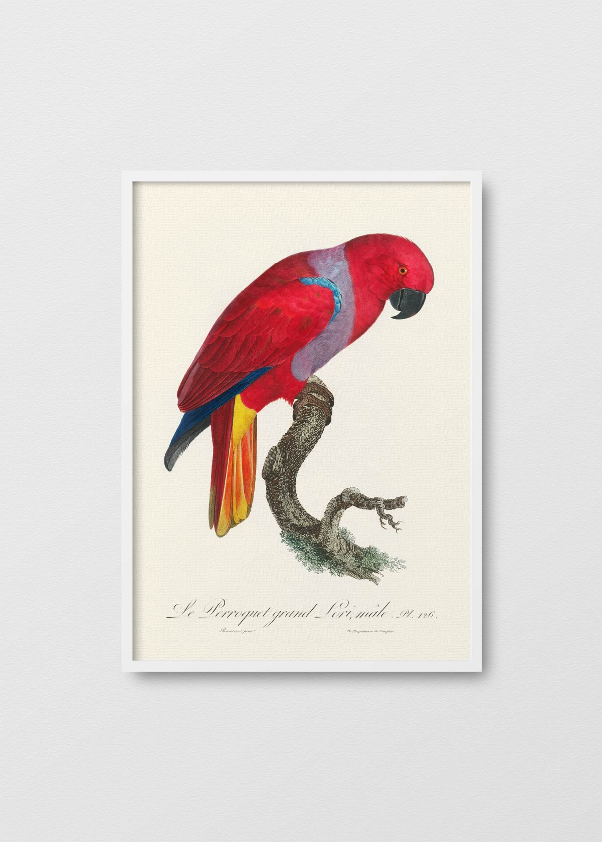 Loro Colorado - Testimoniaprints