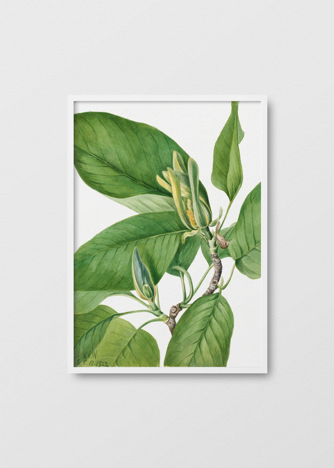 Magnolia acuminata - Testimoniaprints