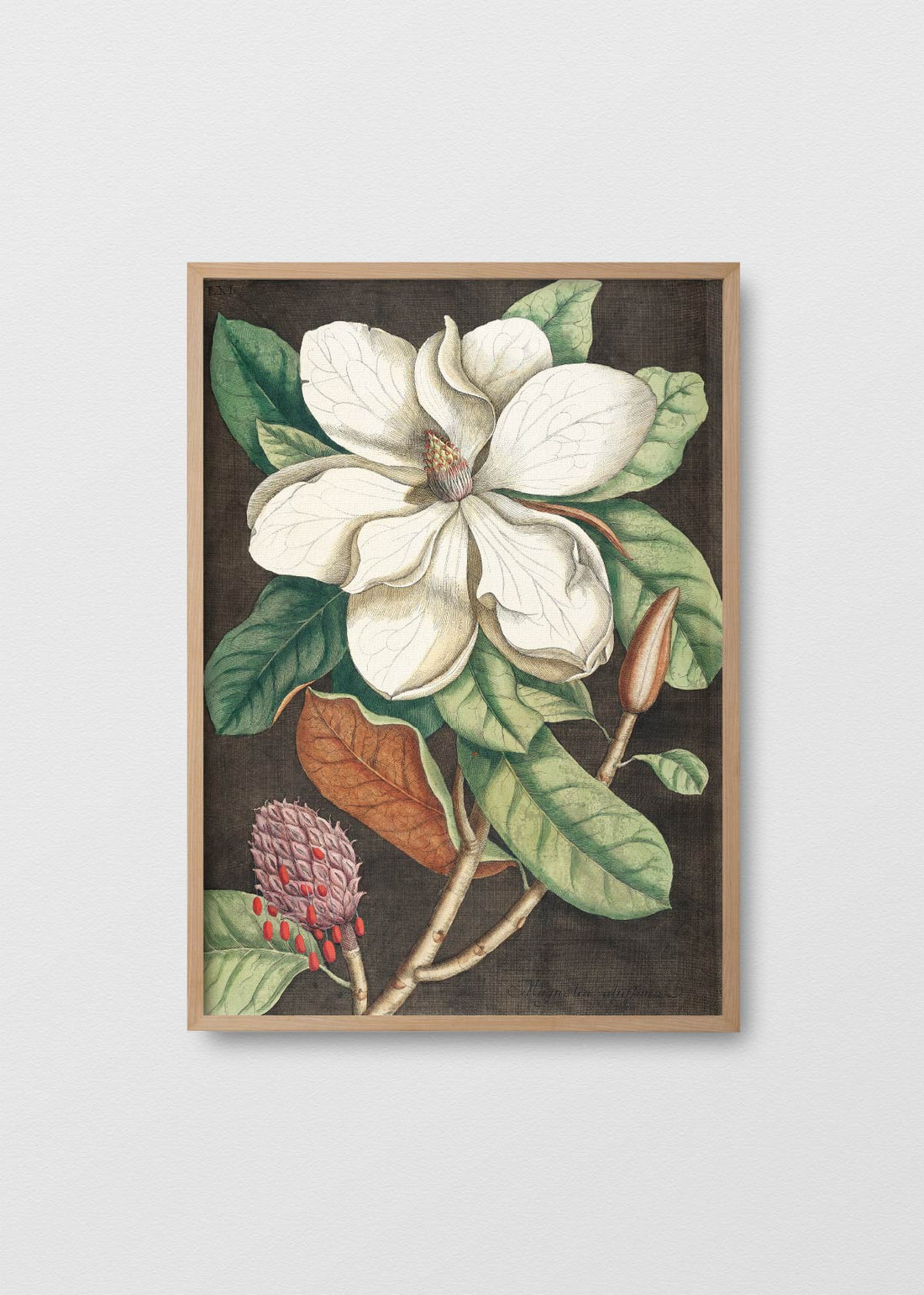 Magnolia Altissima - Testimoniaprints