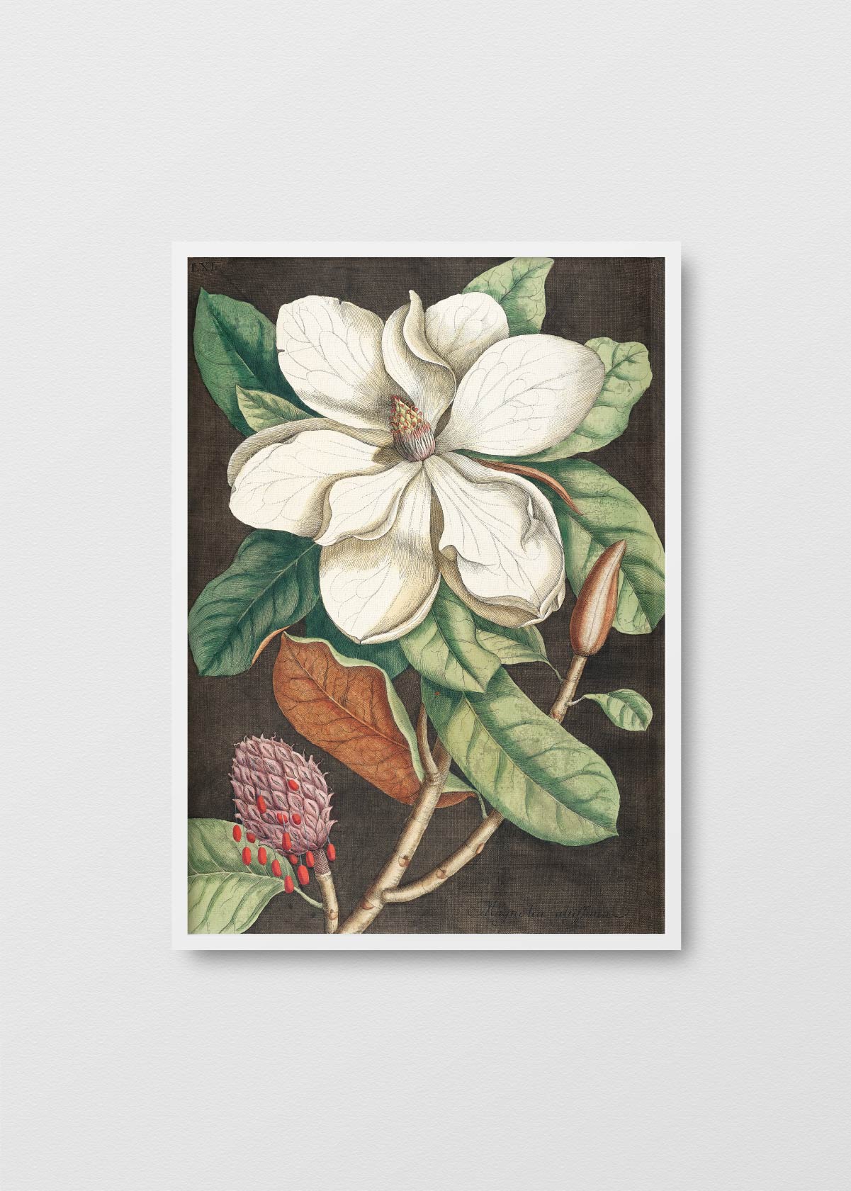 Magnolia Altissima - Testimoniaprints