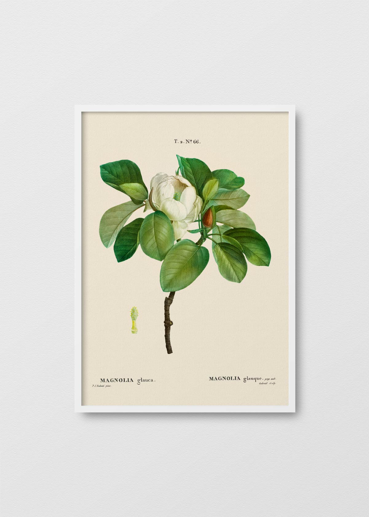 Magnolia en Flor - Testimoniaprints