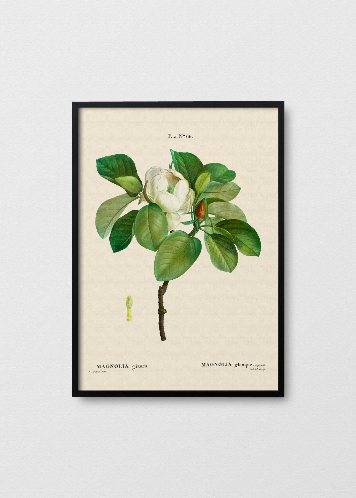 Magnolia en Flor - Testimoniaprints