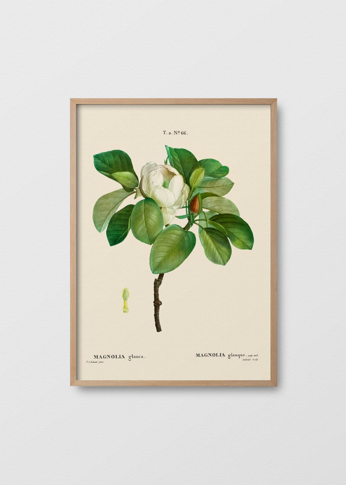 Magnolia en Flor - Testimoniaprints