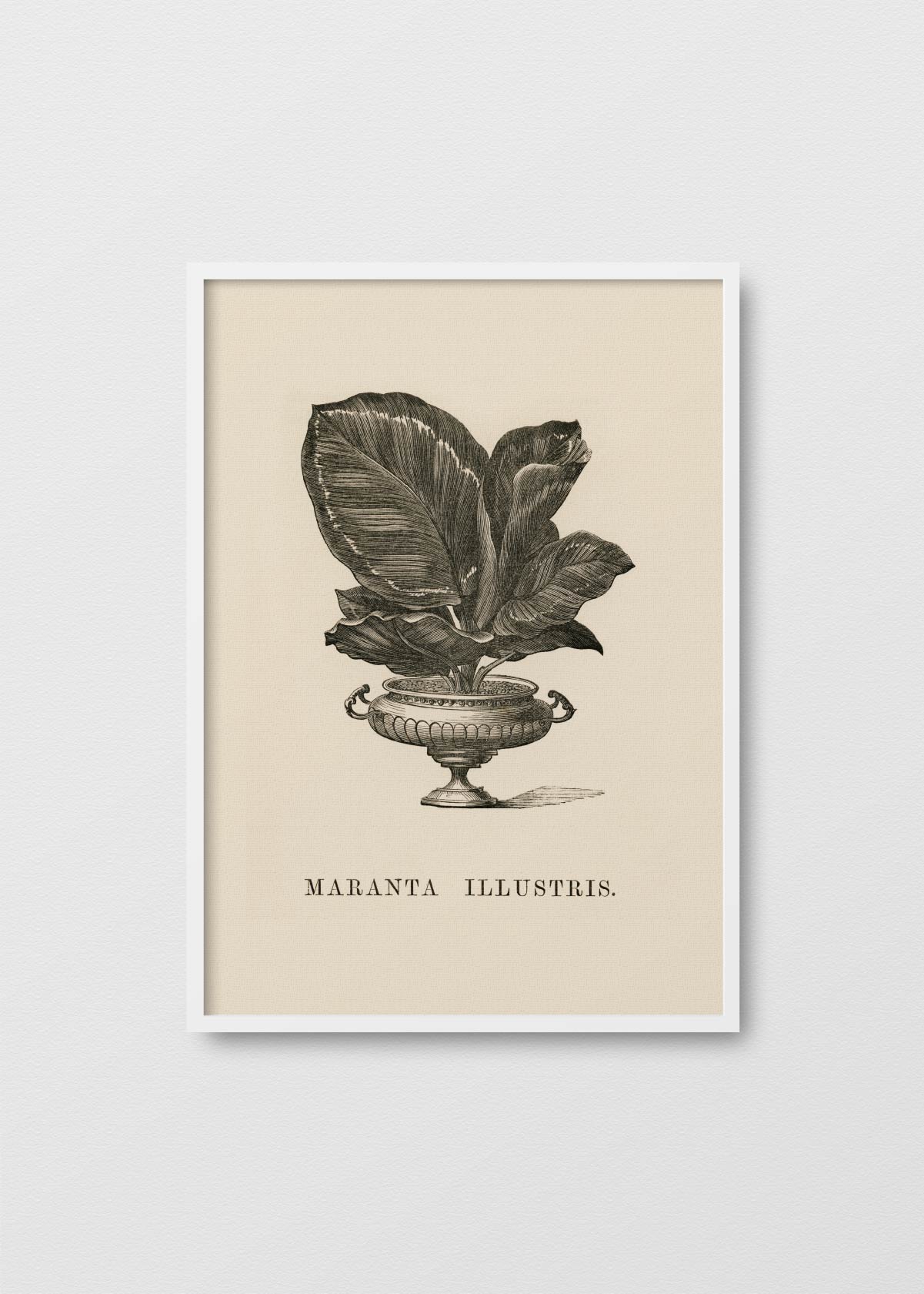 Maranta illustris - Testimoniaprints