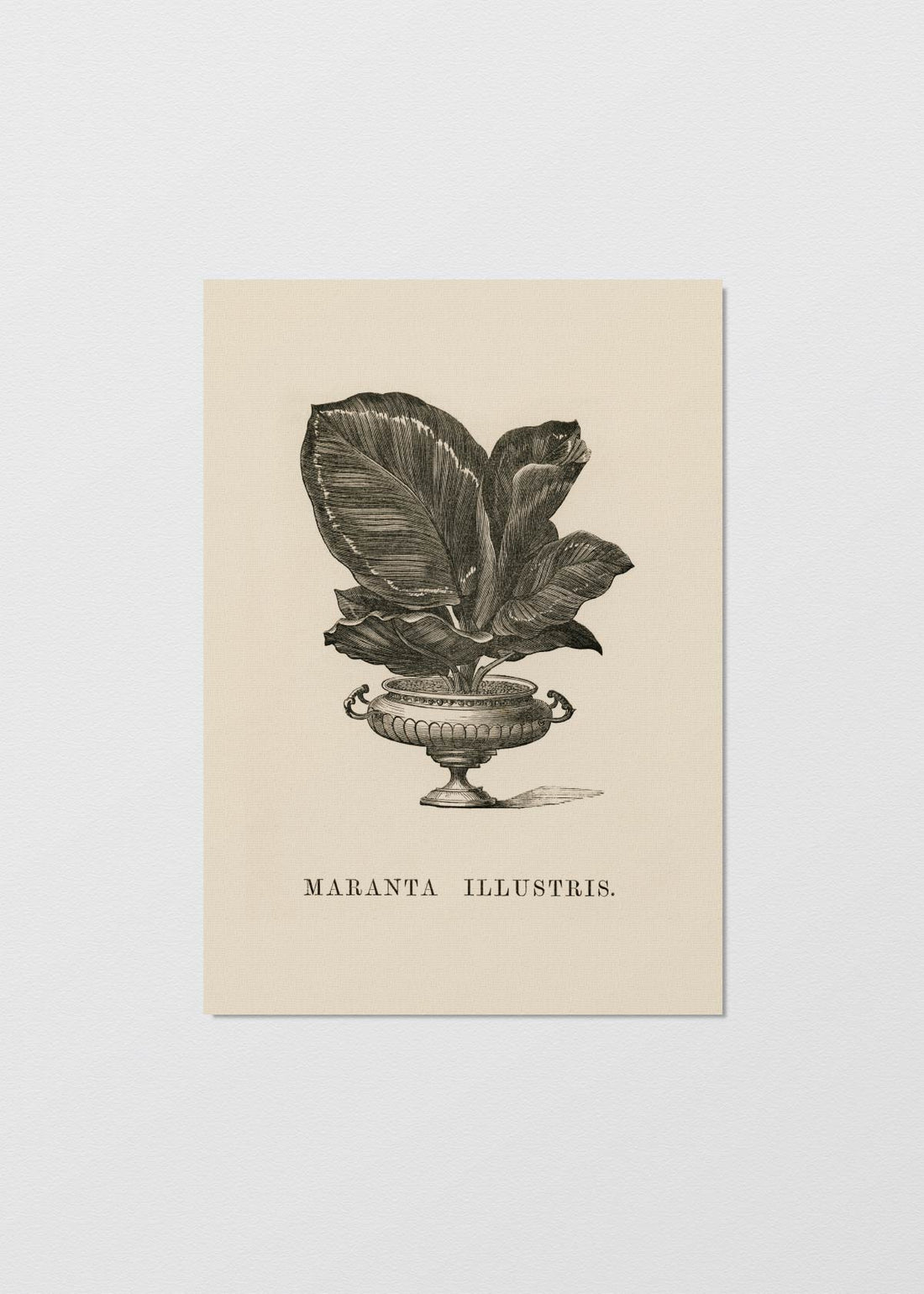 Maranta illustris - Testimoniaprints