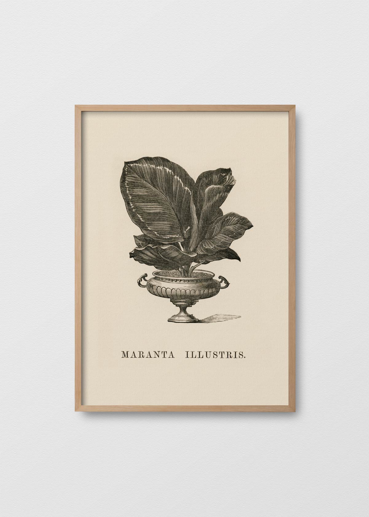 Maranta illustris - Testimoniaprints