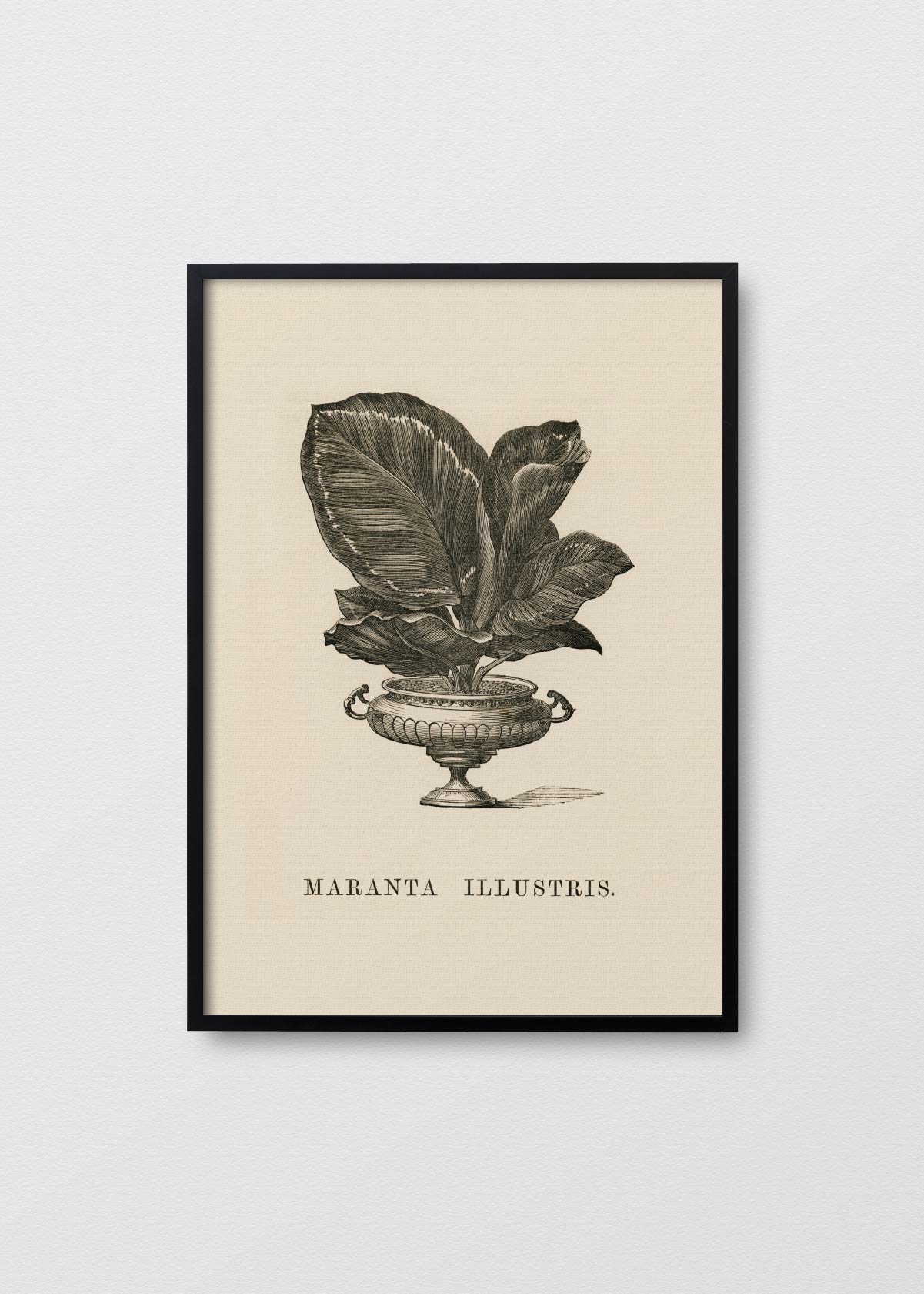 Maranta illustris - Testimoniaprints