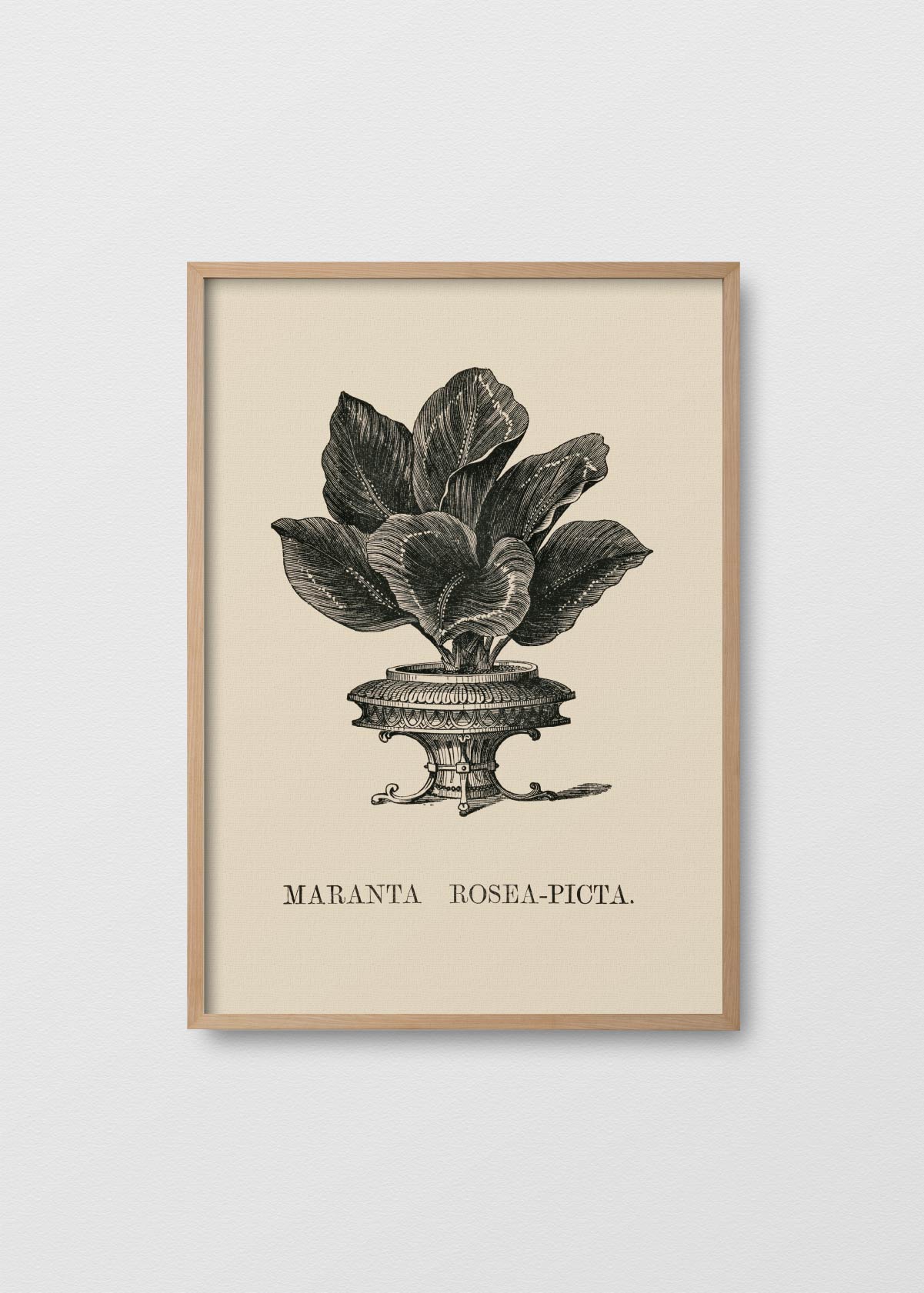 Maranta Rosea - Testimoniaprints