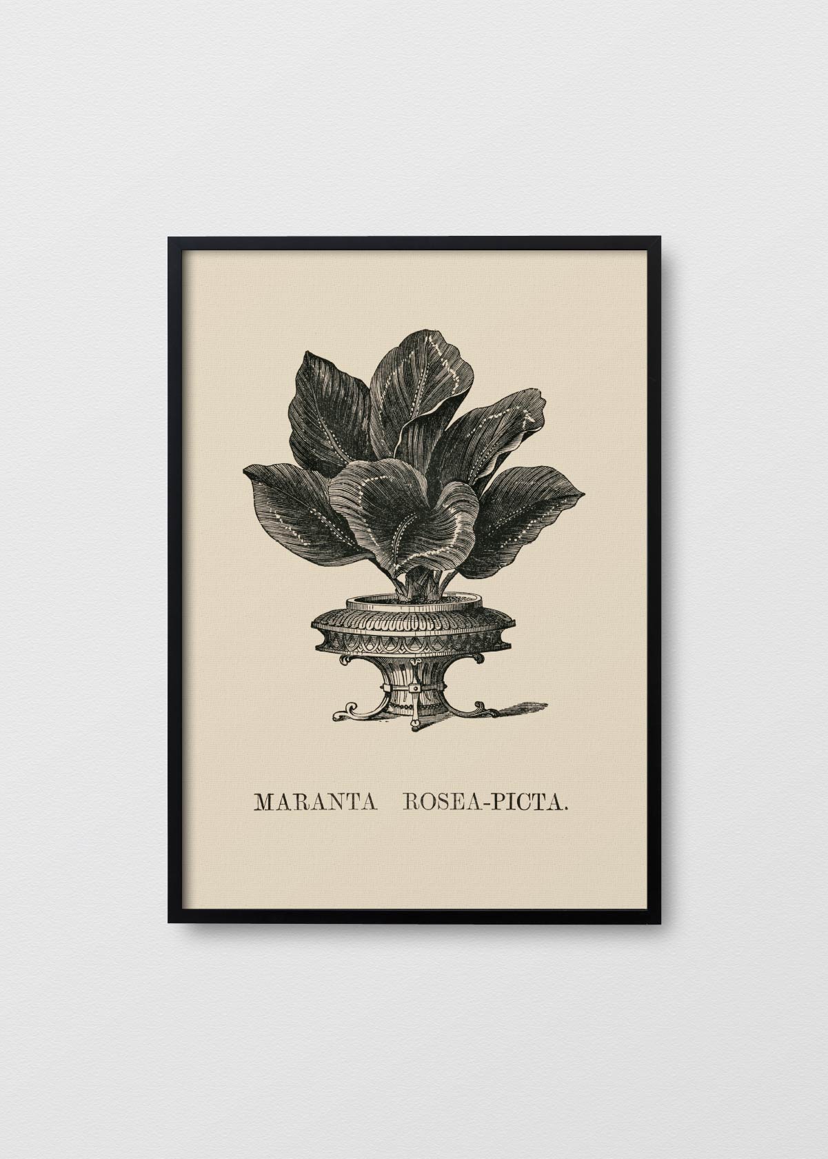 Maranta Rosea - Testimoniaprints