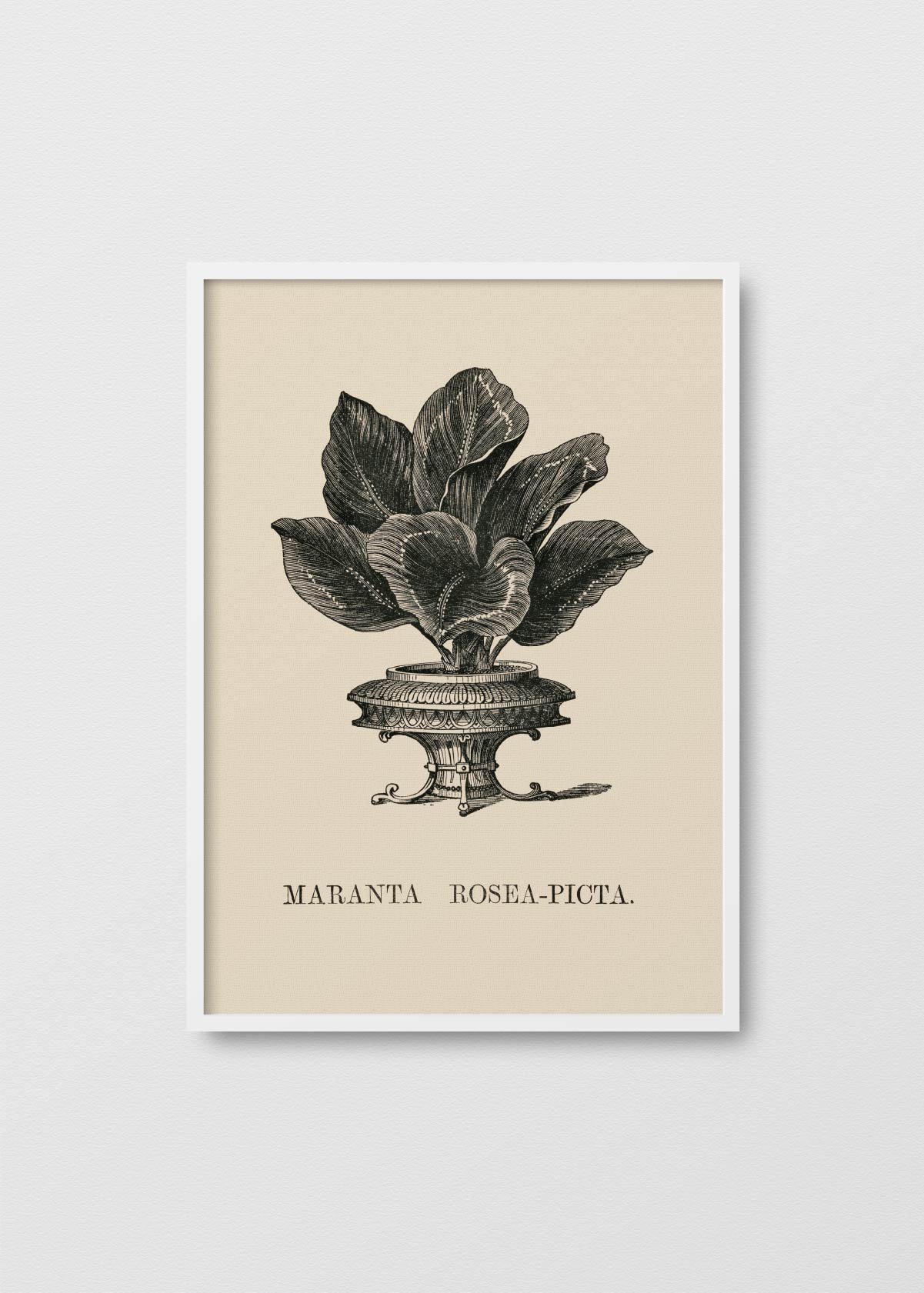 Maranta Rosea - Testimoniaprints