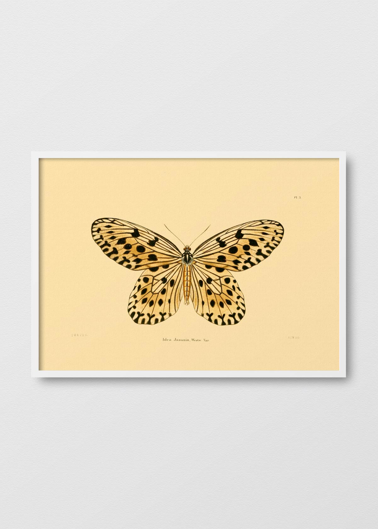 Mariposa Jasonia - Testimoniaprints