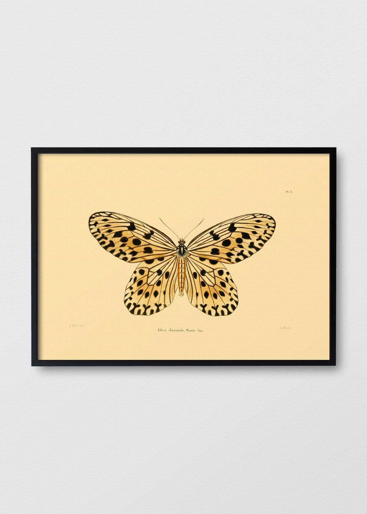 Mariposa Jasonia - Testimoniaprints