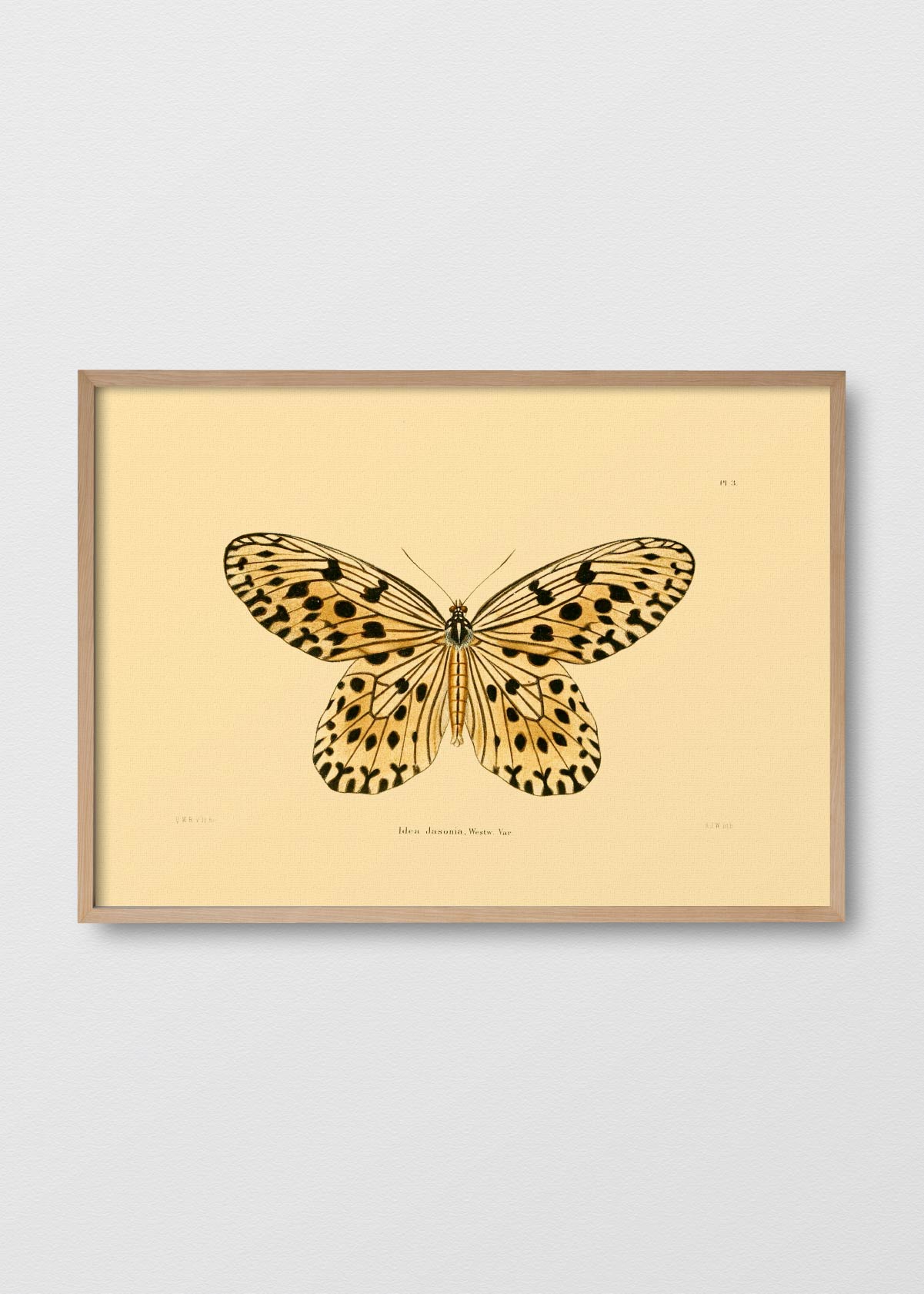 Mariposa Jasonia - Testimoniaprints
