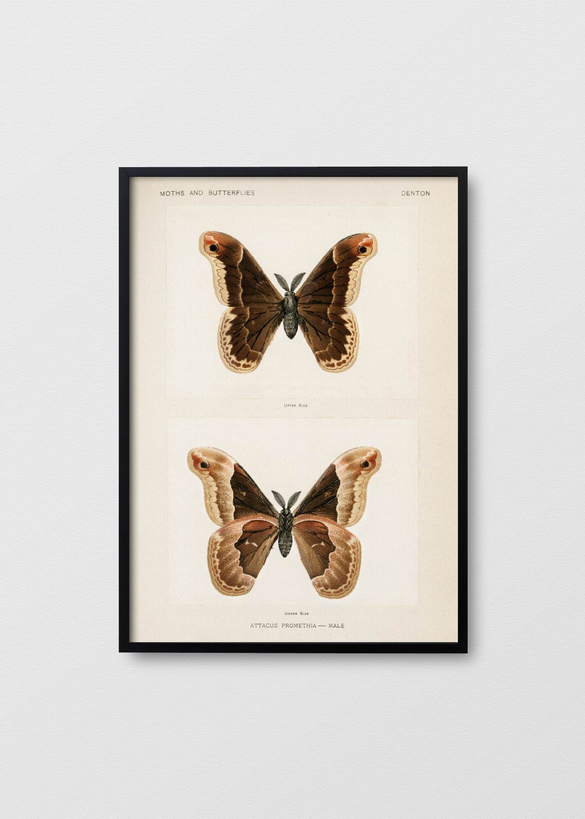 Mariposa Promethea - Testimoniaprints