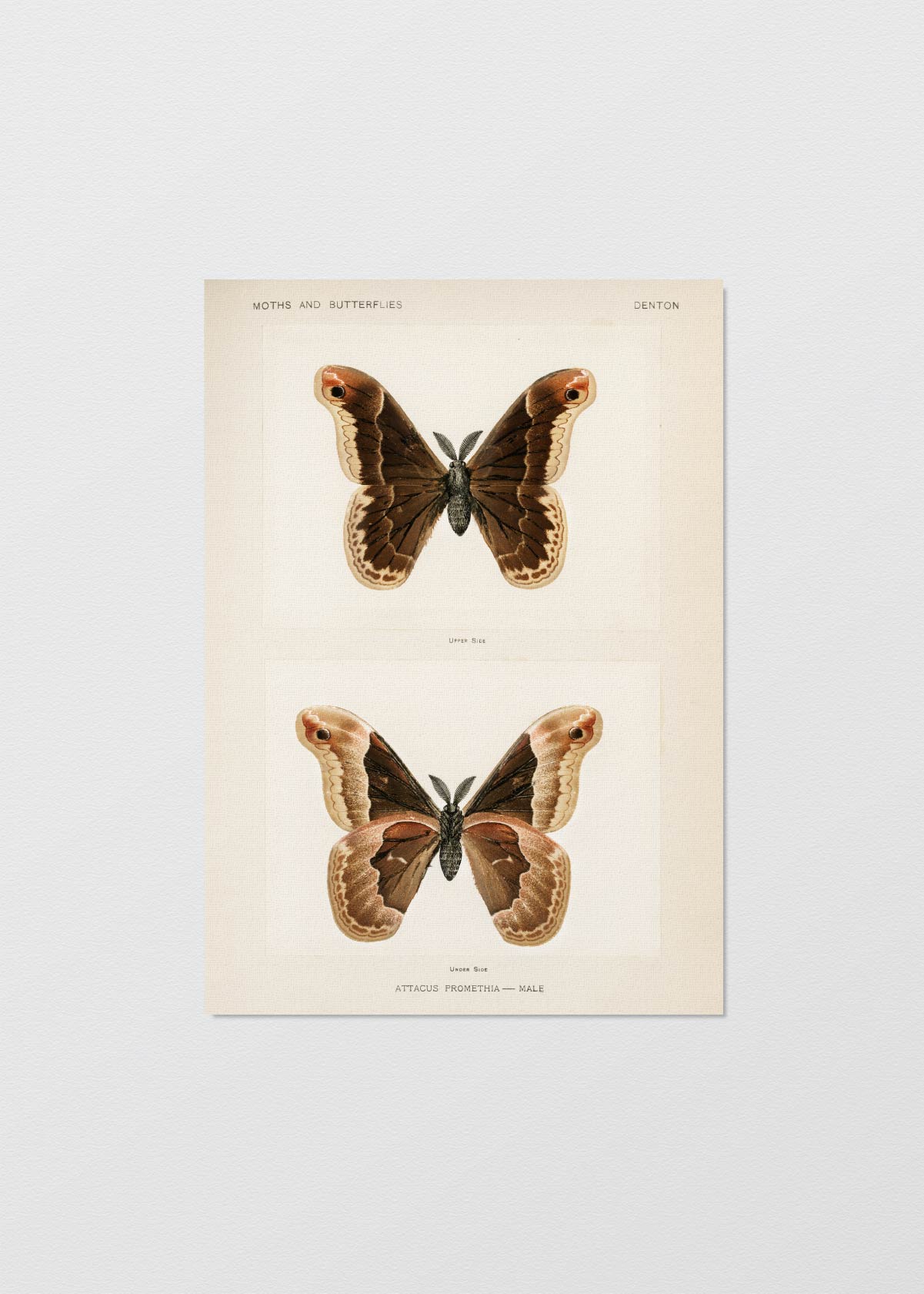 Mariposa Promethea - Testimoniaprints