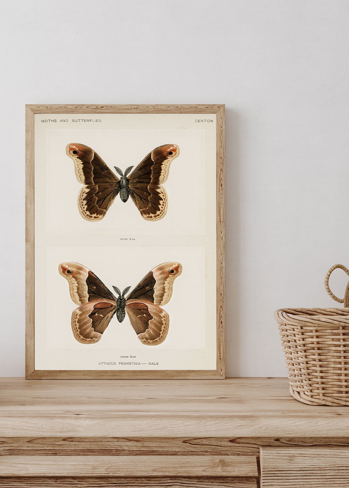 Mariposa Promethea - Testimoniaprints