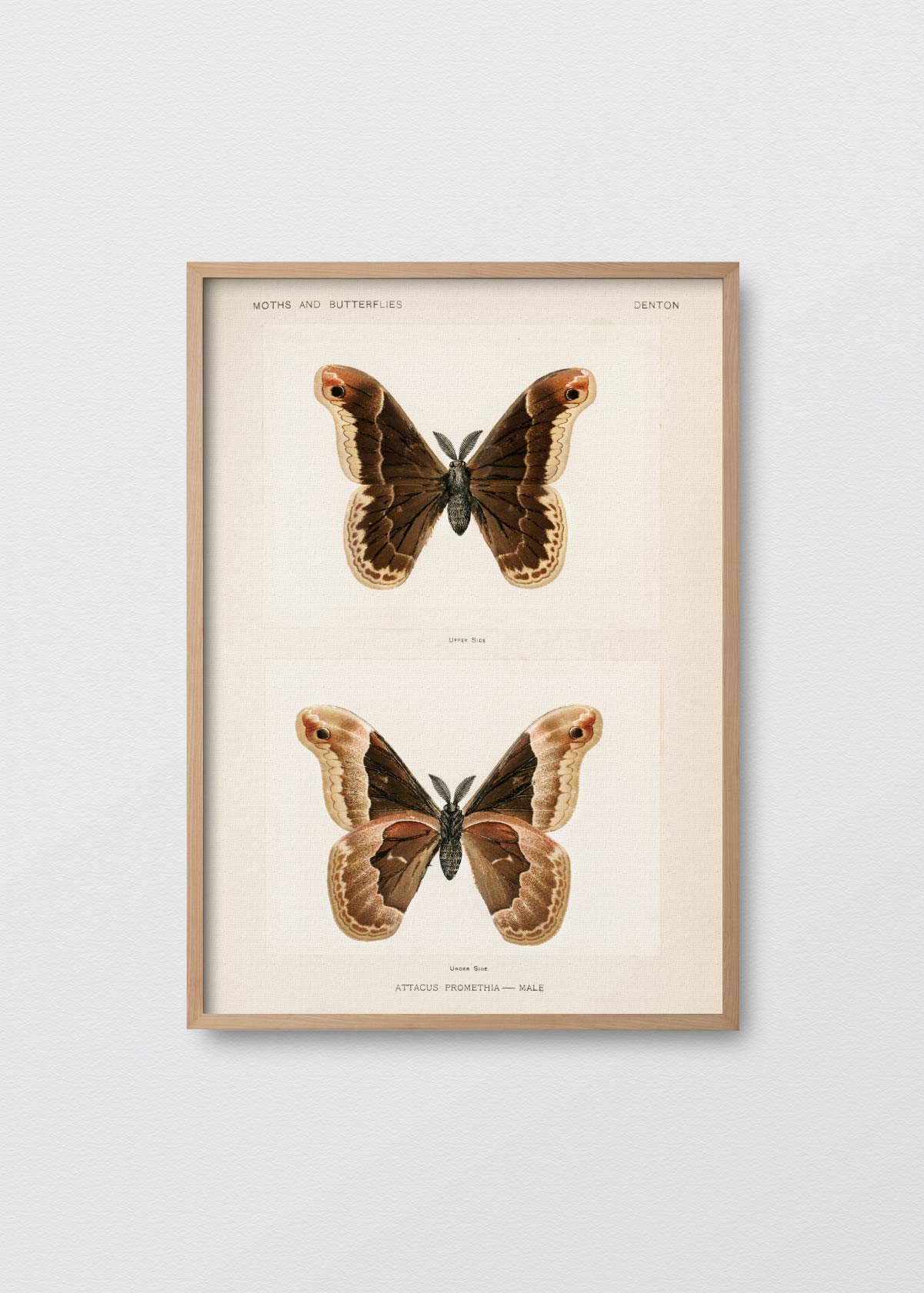 Mariposa Promethea - Testimoniaprints