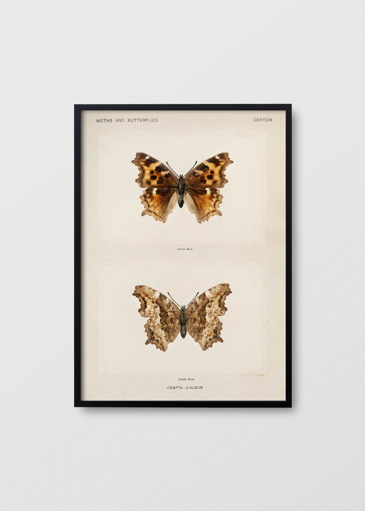 Mariposa Promethea II - Testimoniaprints