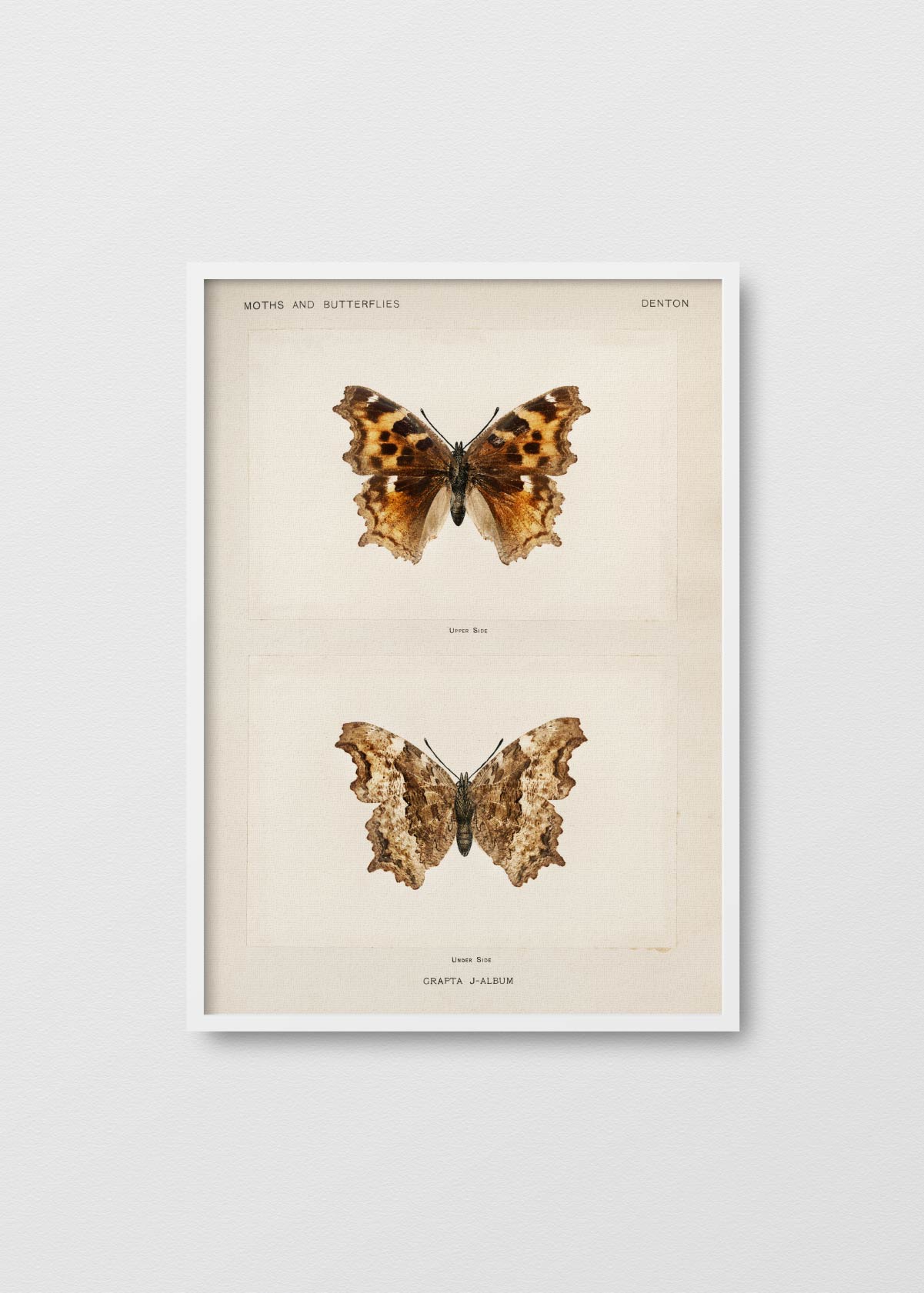 Mariposa Promethea II - Testimoniaprints