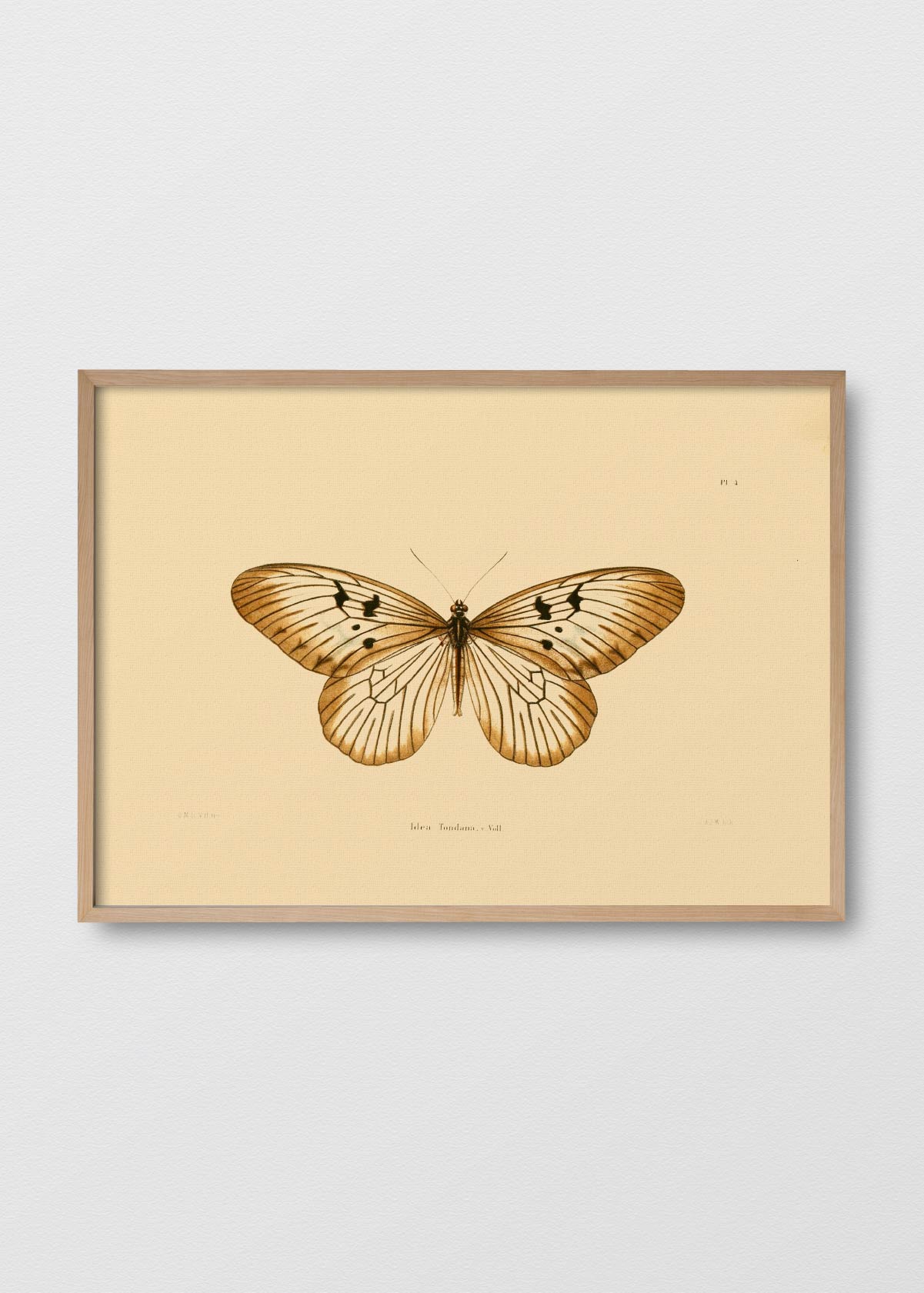 Mariposa Tondana - Testimoniaprints