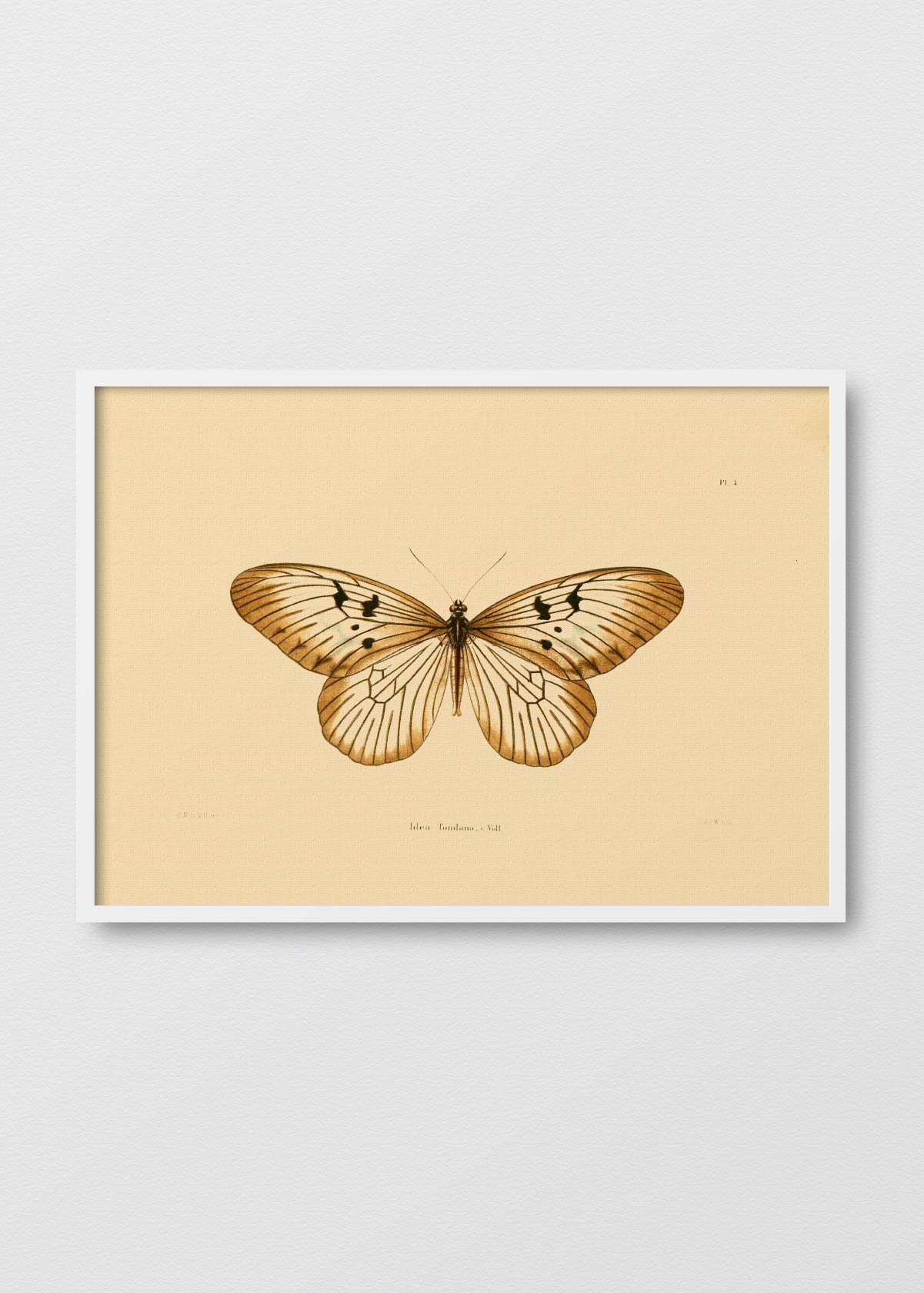 Mariposa Tondana - Testimoniaprints