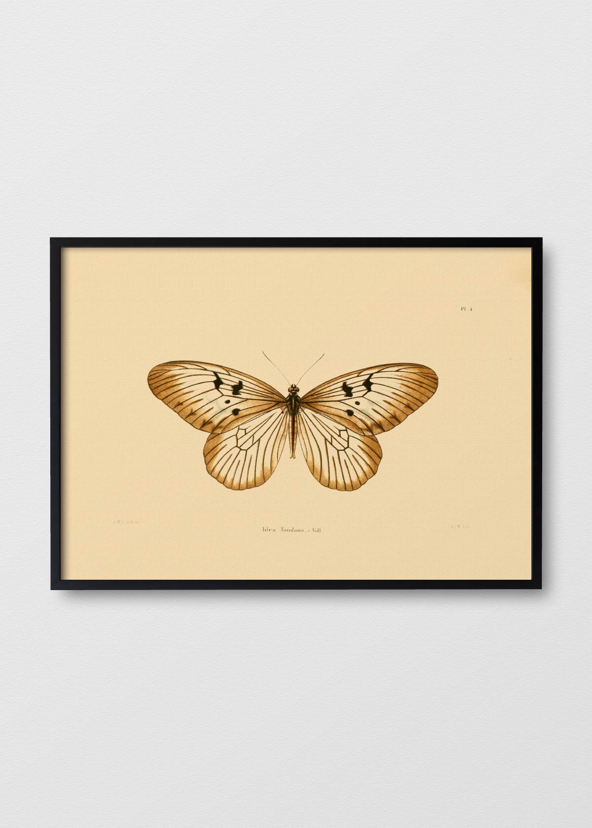 Mariposa Tondana - Testimoniaprints