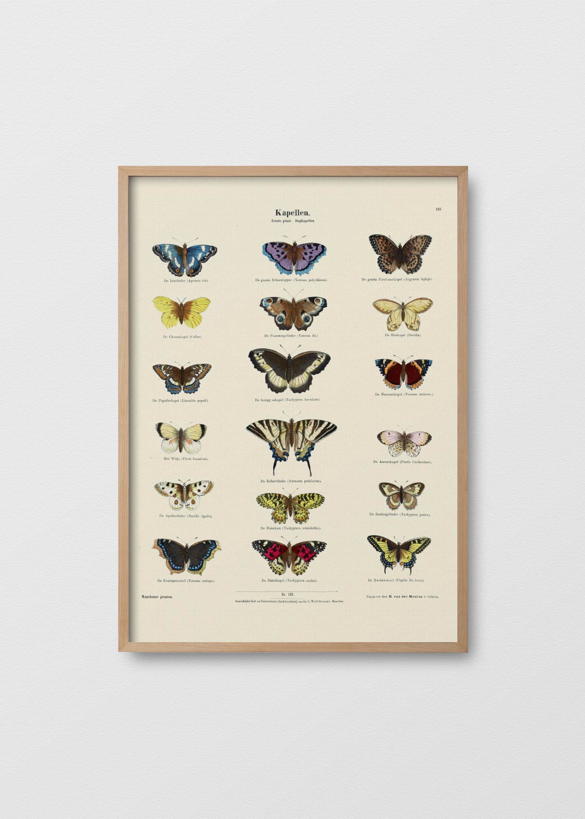 Mariposario II - Testimoniaprints