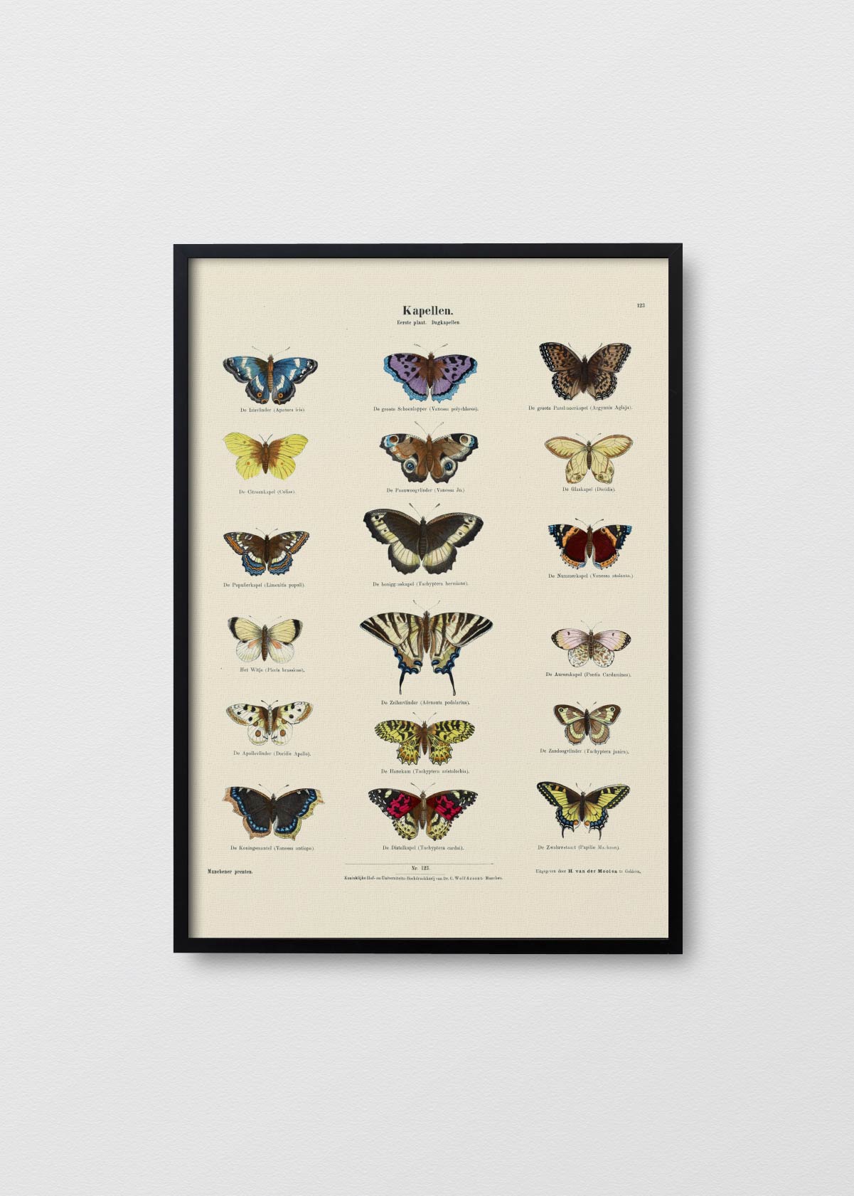 Mariposario II - Testimoniaprints