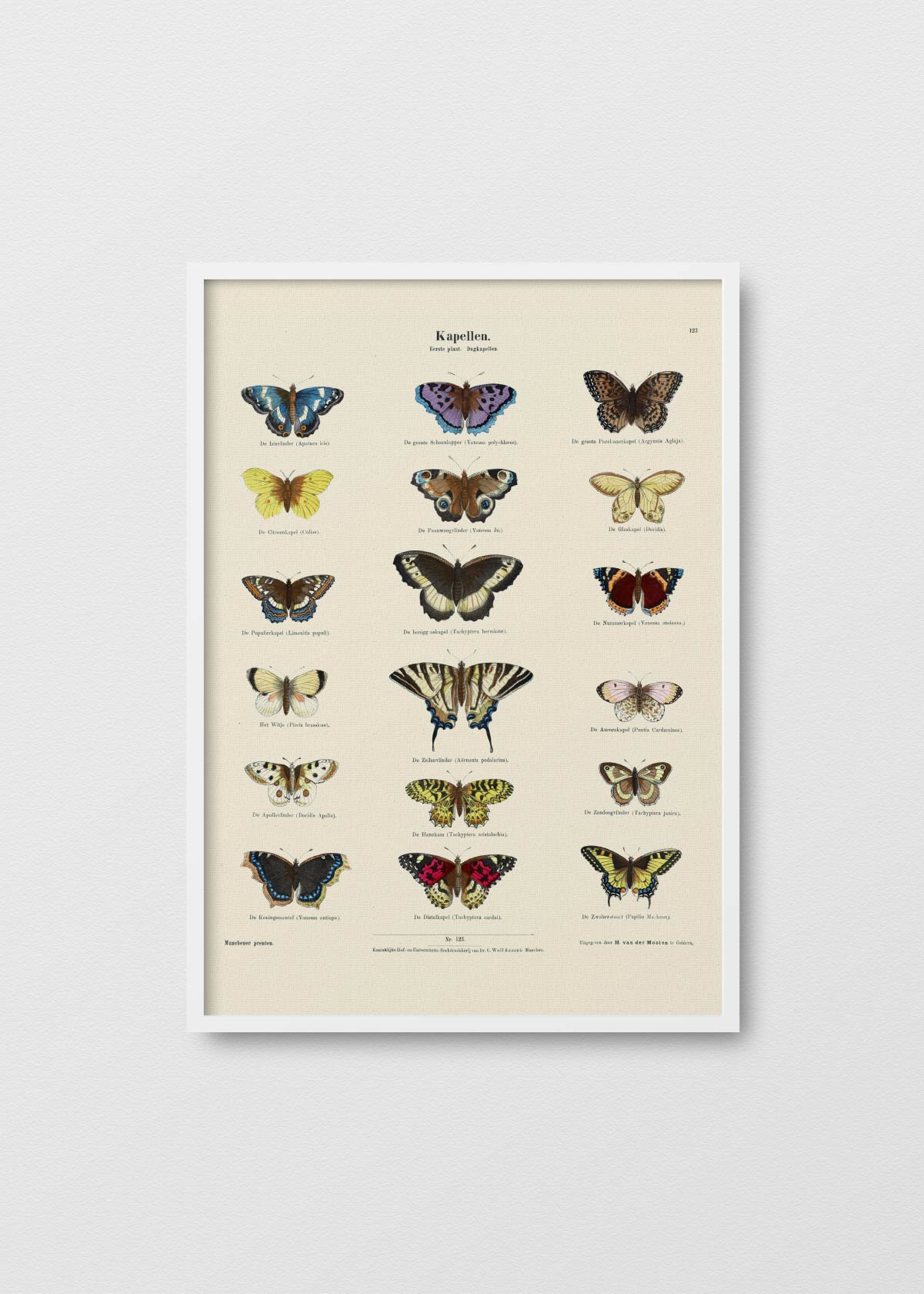 Mariposario II - Testimoniaprints