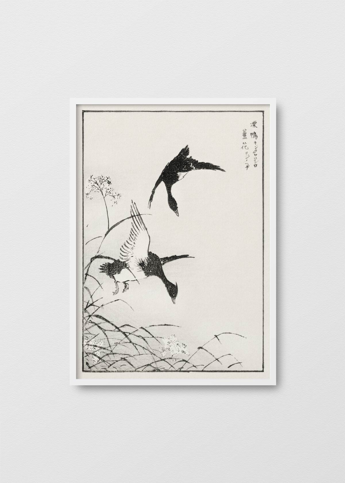 Monograph of Birds - Testimoniaprints