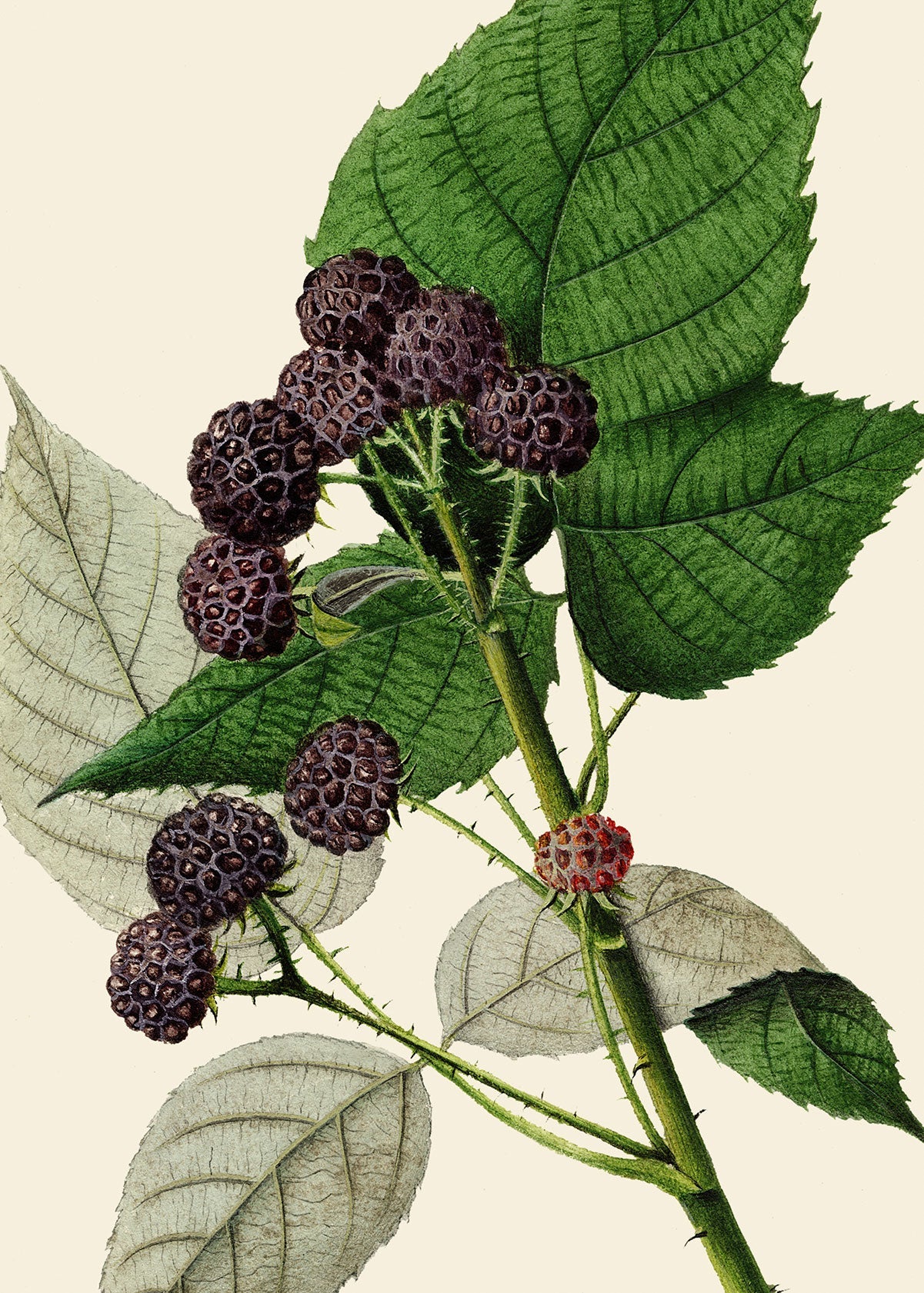Moras - Testimoniaprints