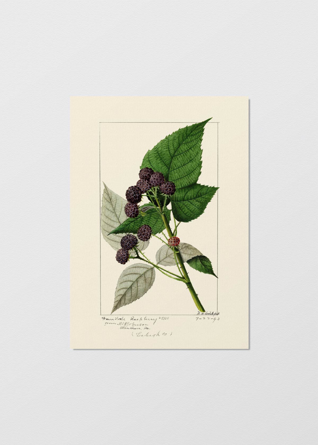 Moras - Testimoniaprints