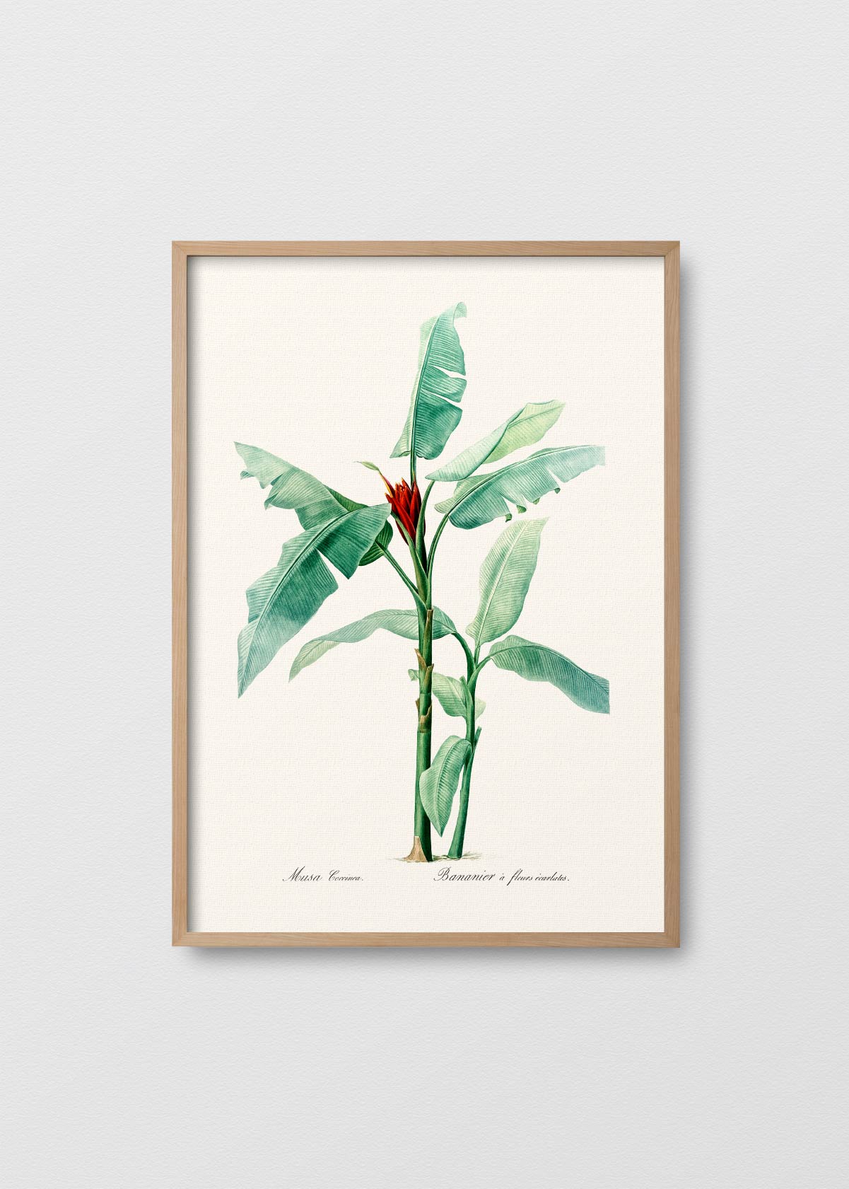 Musa Coccinea - Testimoniaprints