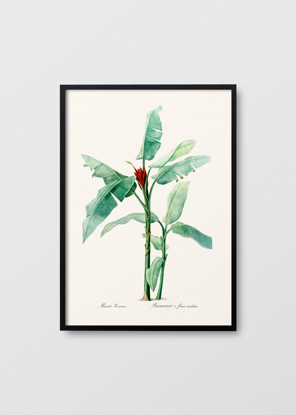 Musa Coccinea - Testimoniaprints
