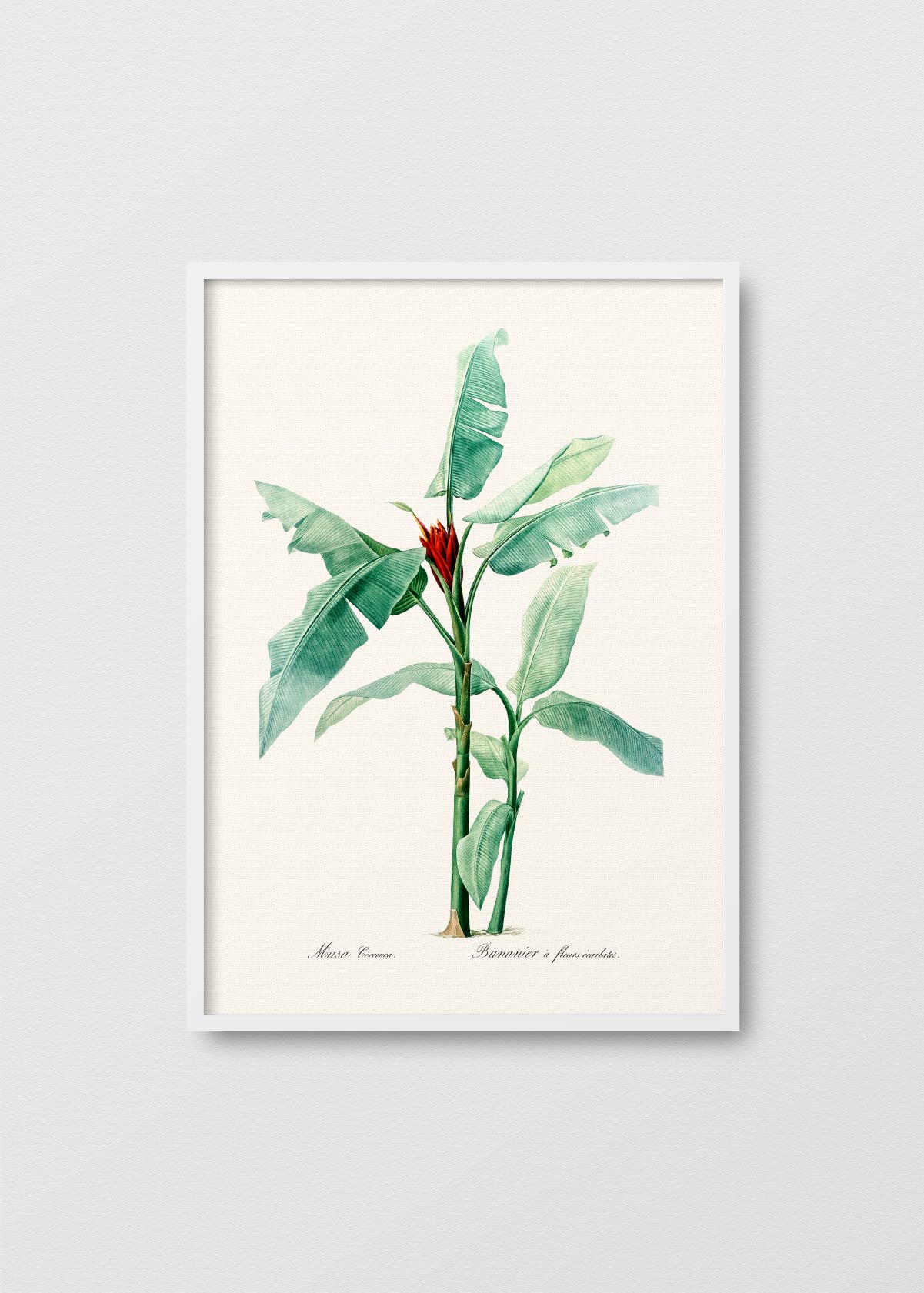 Musa Coccinea - Testimoniaprints