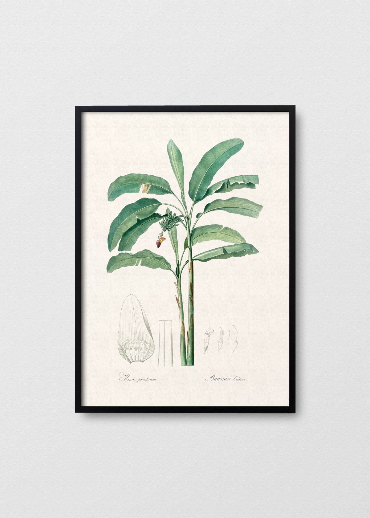 Musa Paradisiaca - Testimoniaprints