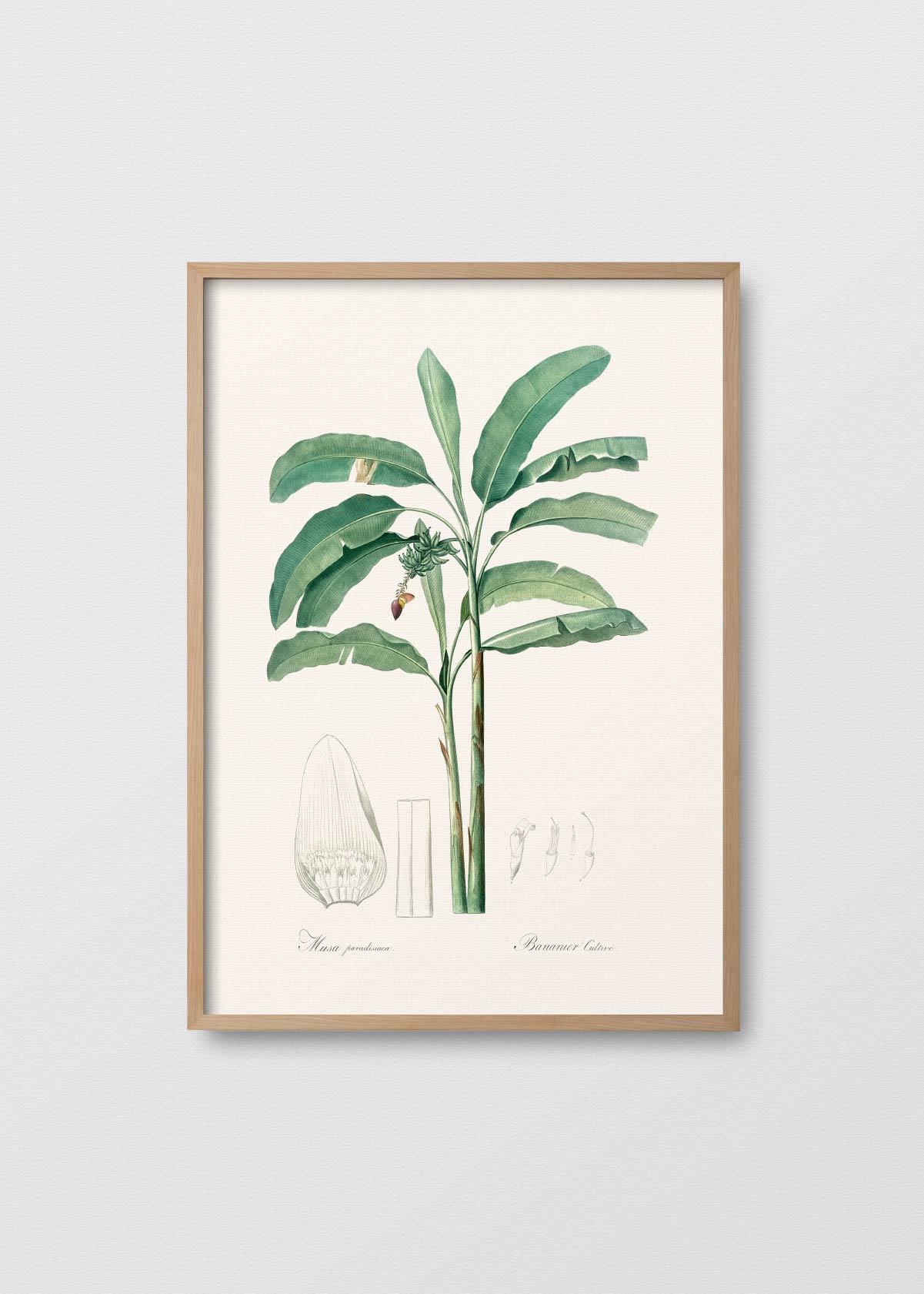 Musa Paradisiaca - Testimoniaprints