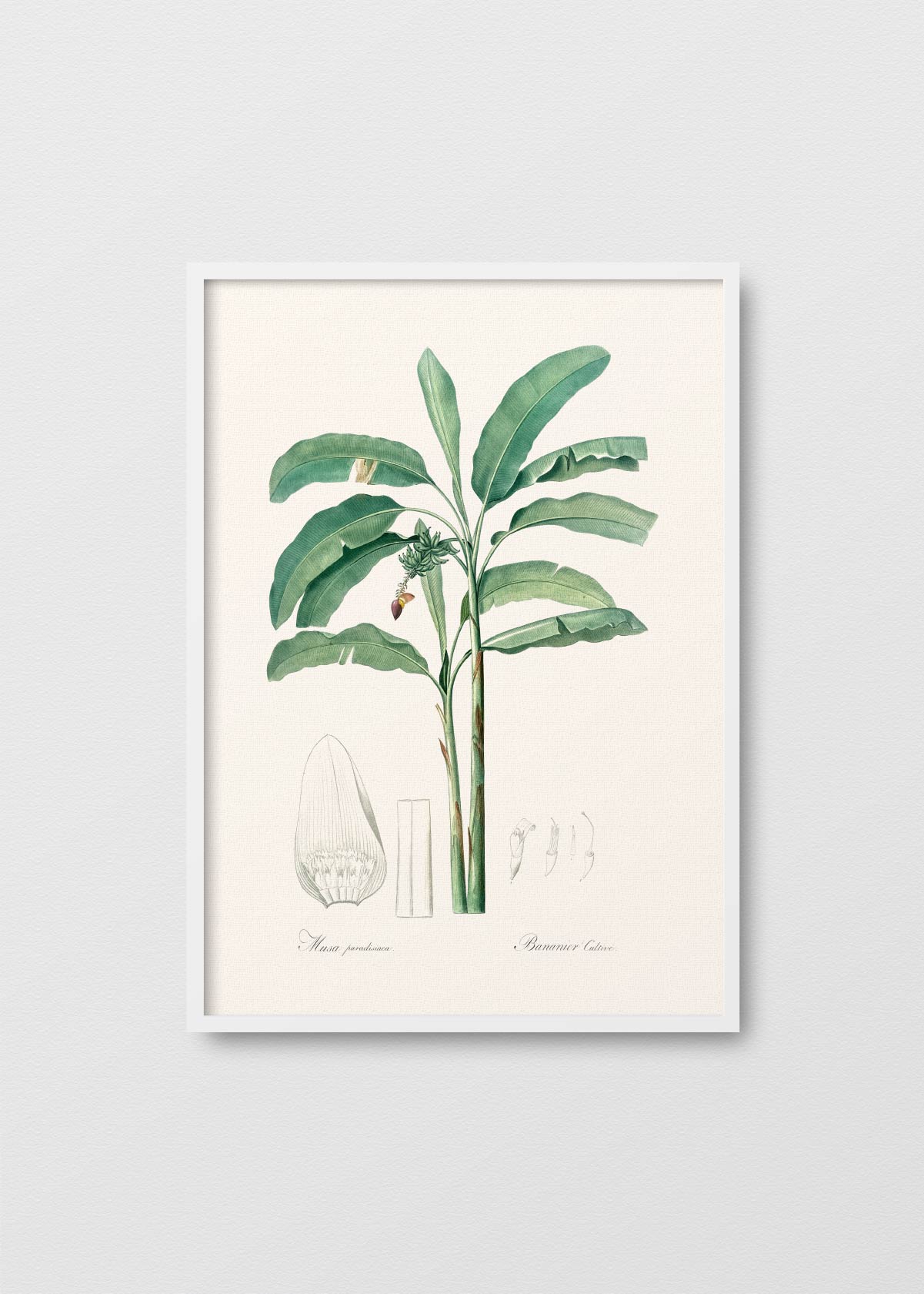 Musa Paradisiaca - Testimoniaprints