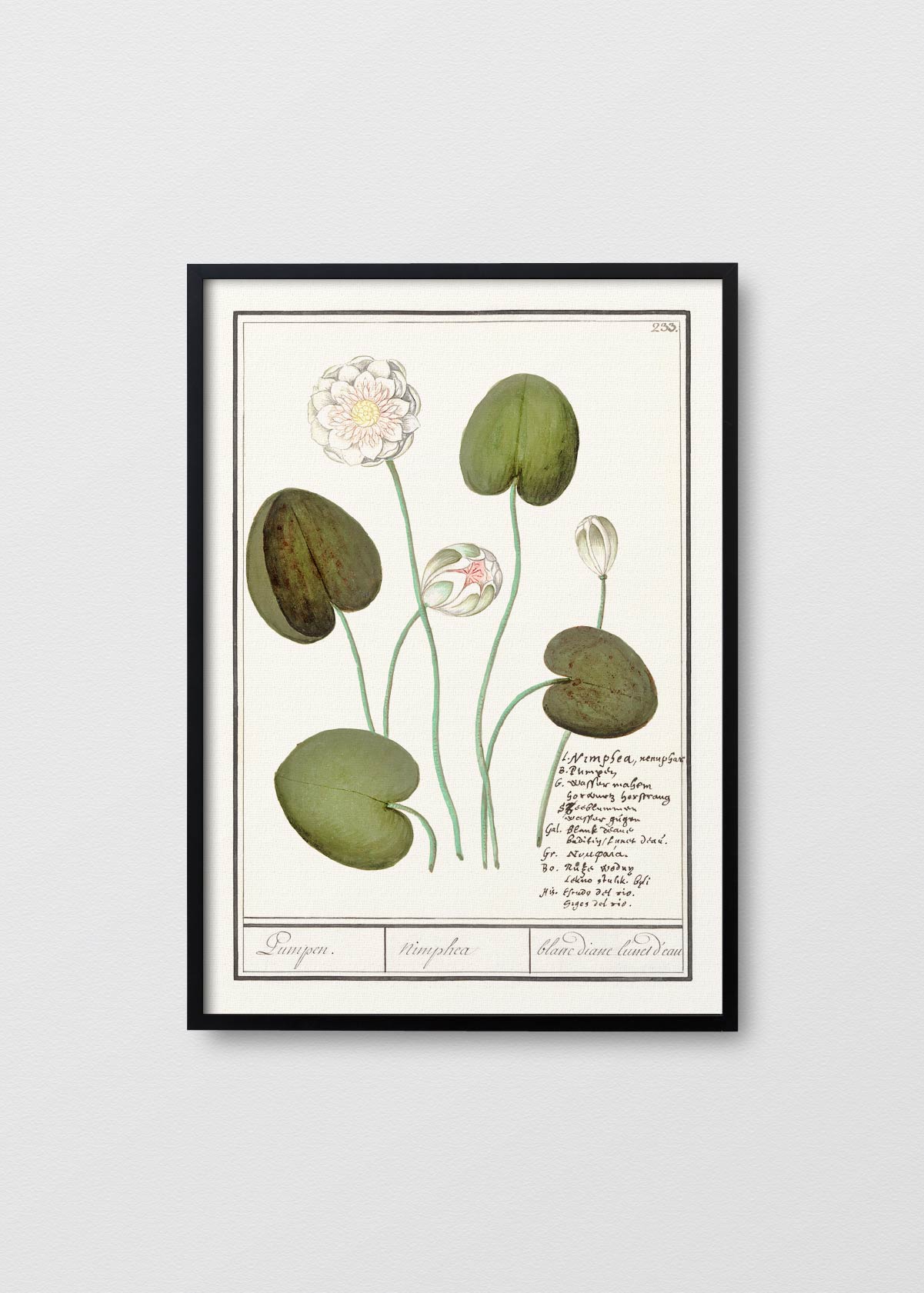 Nymphaea alba - Testimoniaprints