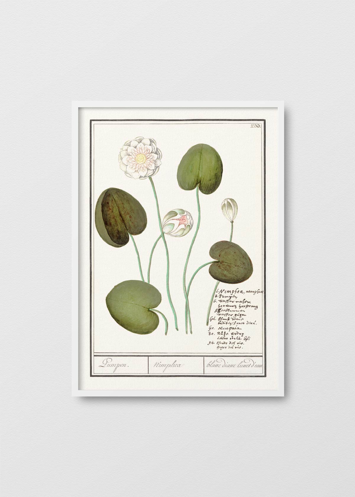 Nymphaea alba - Testimoniaprints