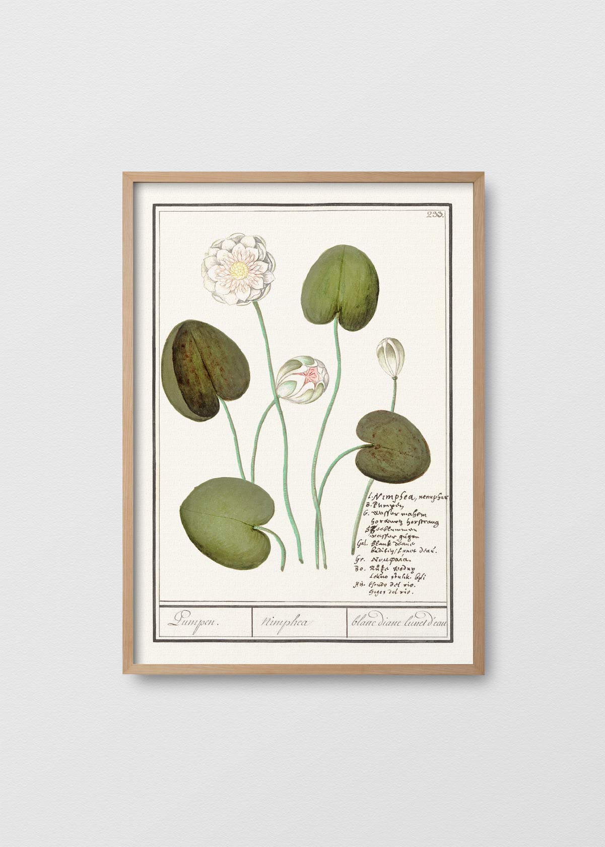 Nymphaea alba - Testimoniaprints